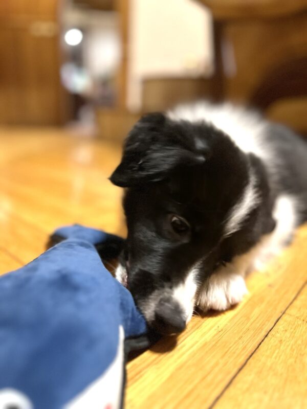 Jagger Border Collie