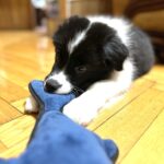 Jagger-male-Border-Collie-puppy-for-sale-2