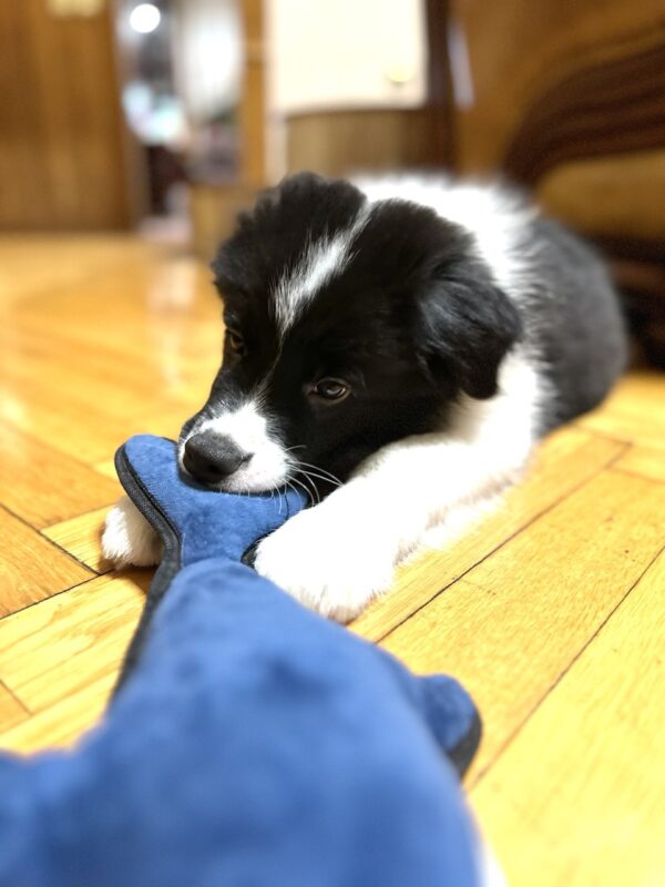 Jagger Border Collie