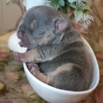 Jaggy-female-french-bulldog-puppy-for-sale-1 (1)
