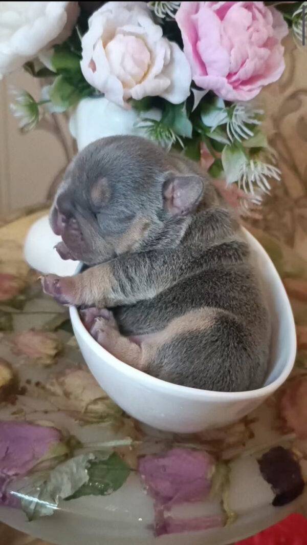 Jaggy French Bulldog