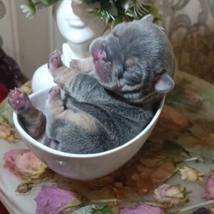 Jaggy French Bulldog