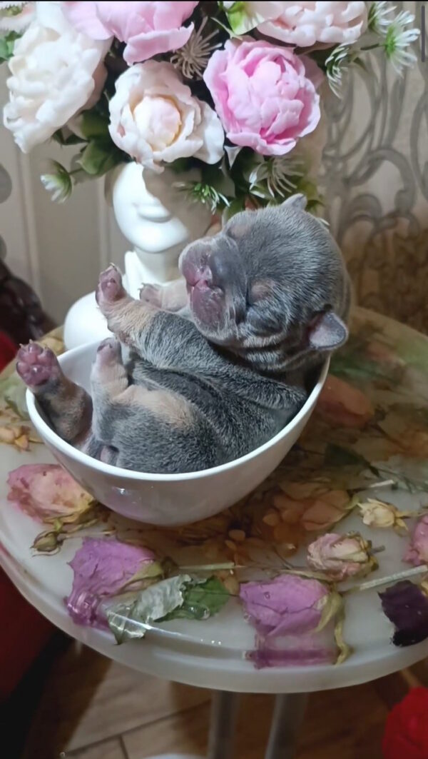 Jaggy French Bulldog