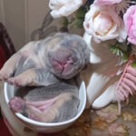 Jaggy-female-french-bulldog-puppy-for-sale-1 (3)