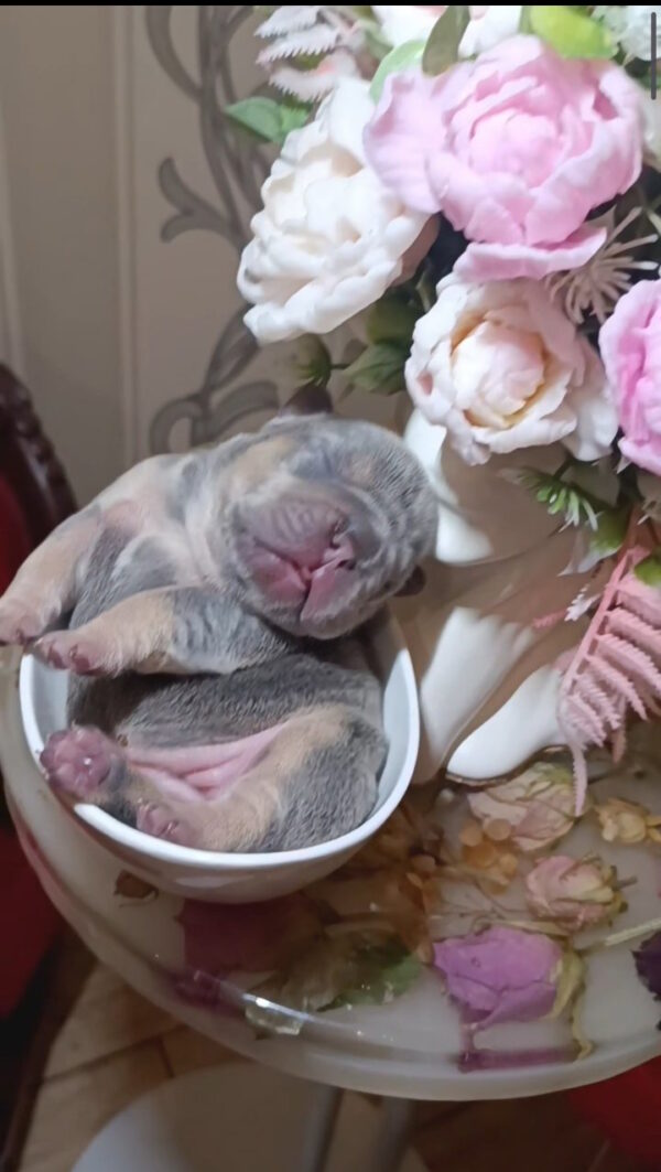 Jaggy French Bulldog