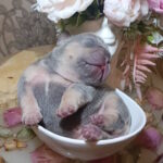 Jaggy-female-french-bulldog-puppy-for-sale-1 (4)
