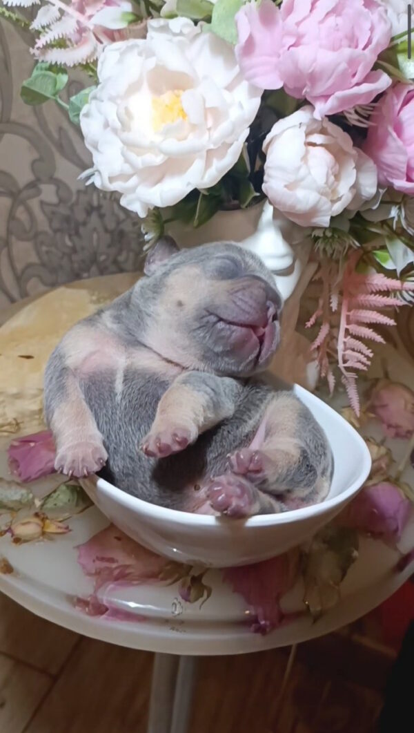 Jaggy French Bulldog