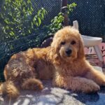 Jamie-male-Goldendoodle-puppy-for-sale-1