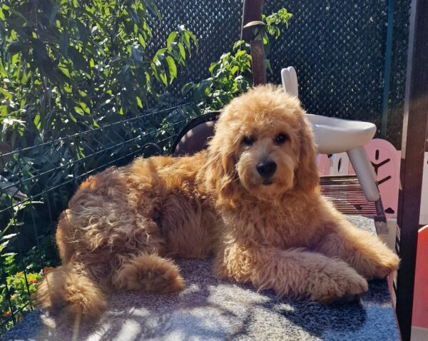 Jamie Goldendoodle