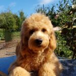 Jamie-male-Goldendoodle-puppy-for-sale-2