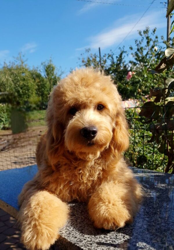 Jamie Goldendoodle