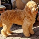 Jamie-male-Goldendoodle-puppy-for-sale-3