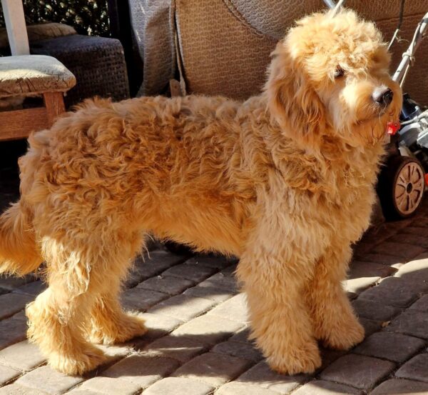 Jamie Goldendoodle