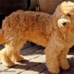 Jamie-male-Goldendoodle-puppy-for-sale-4