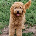 Jamie-male-Goldendoodle-puppy-for-sale-5