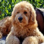 Jamie-male-Goldendoodle-puppy-for-sale-6