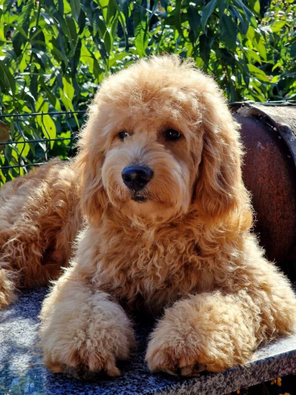 Jamie Goldendoodle