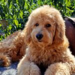 Marco Goldendoodle