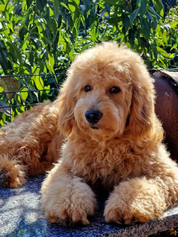 Jamie Goldendoodle