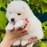 Jamie-male-Samoyed-puppy-for-sale-1