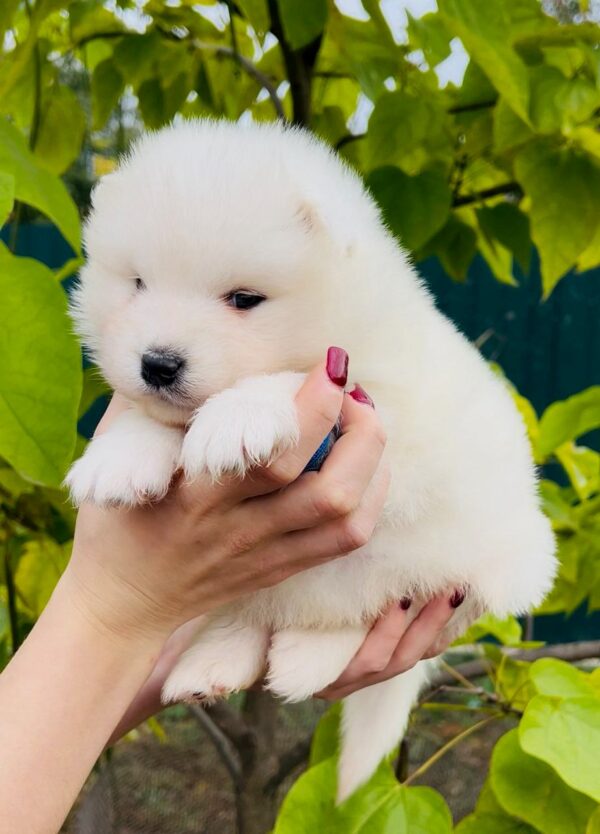 Jamie Samoyed