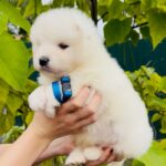 Jamie-male-Samoyed-puppy-for-sale-2