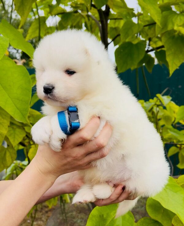 Jamie Samoyed