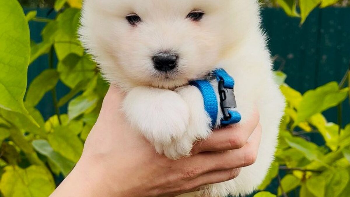 Breed Samoyed Family Dog Samoyed Dogs And Puppies For Sale