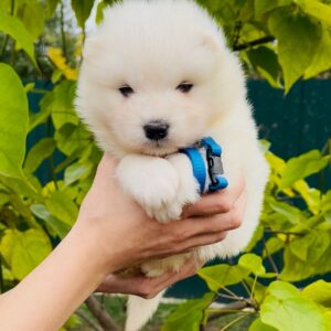 Jamie Samoyed