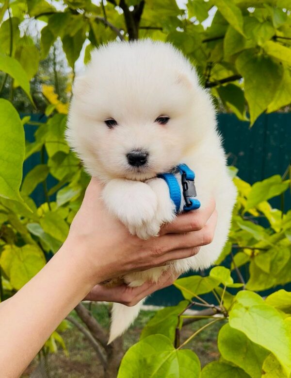 Jamie Samoyed