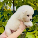 Jamie-male-Samoyed-puppy-for-sale-4