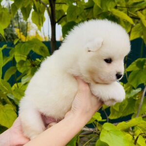 Jamie Samoyed