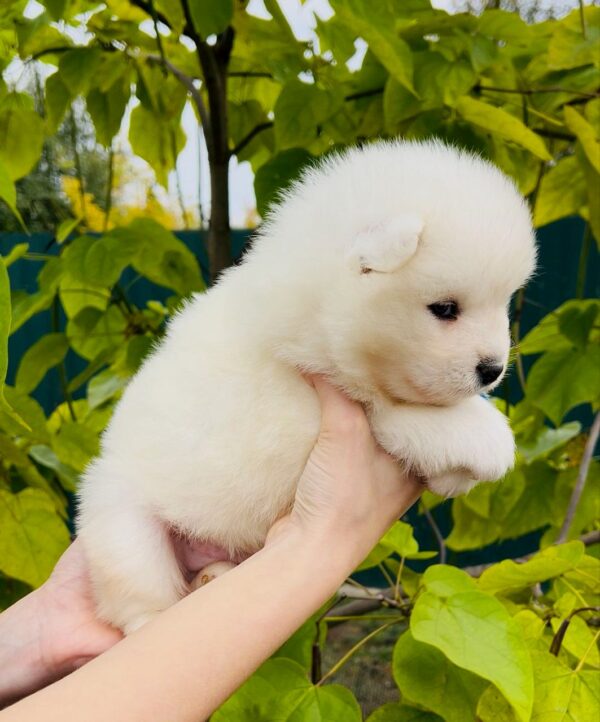 Jamie Samoyed