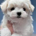 Jazz Maltese Jazz Maltese