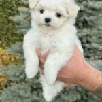Jammy-male-Maltese-puppy-for-sale-2