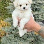 Jammy-male-Maltese-puppy-for-sale-3