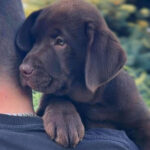 Shannon Labrador Retriever
