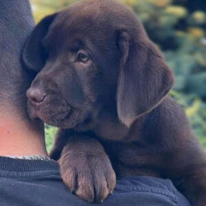 Jane Labrador Retriever