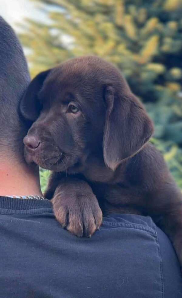 Jane Labrador Retriever