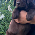 Jane-female-Labrador-puppy-for-sale-2