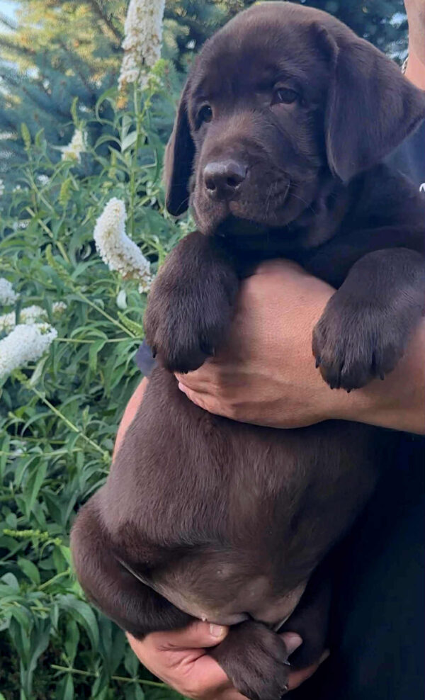 Jane Labrador Retriever