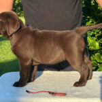 Jane-female-Labrador-puppy-for-sale-3
