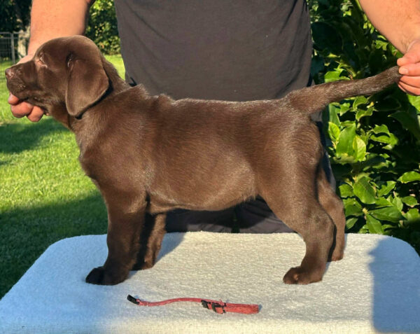 Jane Labrador Retriever