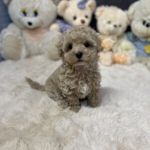 Jardin Maltipoo