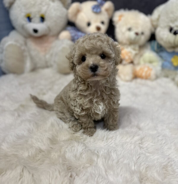 Jardin Maltipoo