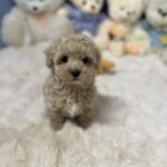 Douglas Maltipoo
