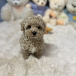 Jardin Maltipoo