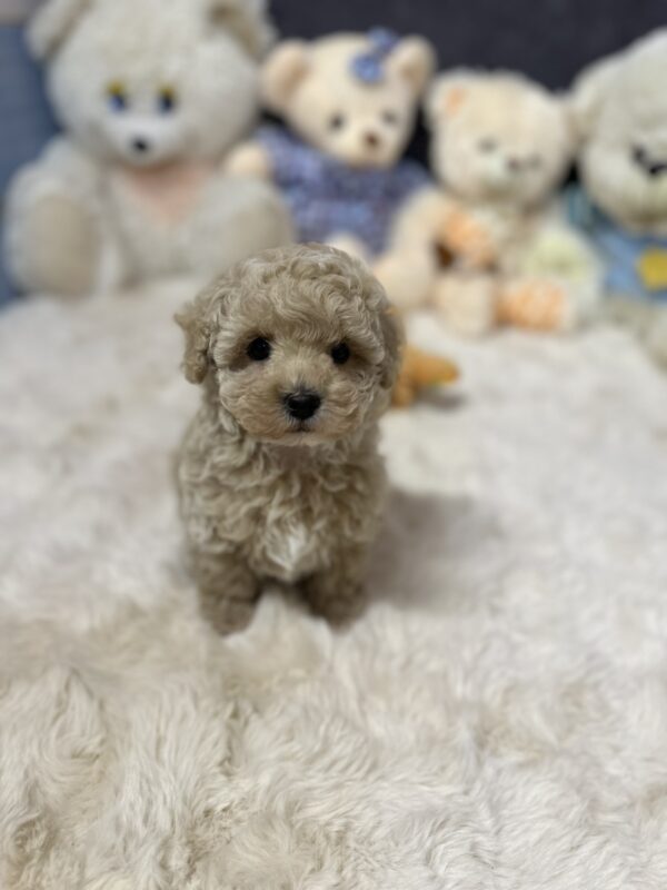 Jardin Maltipoo