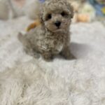 Jardin-male-maltipoo-puppy-for-sale-1 (3)