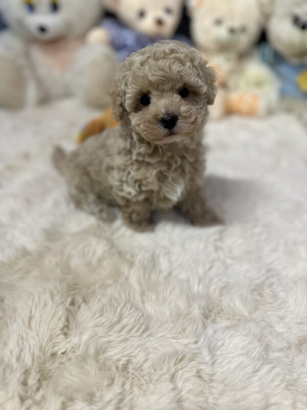 Jardin Maltipoo